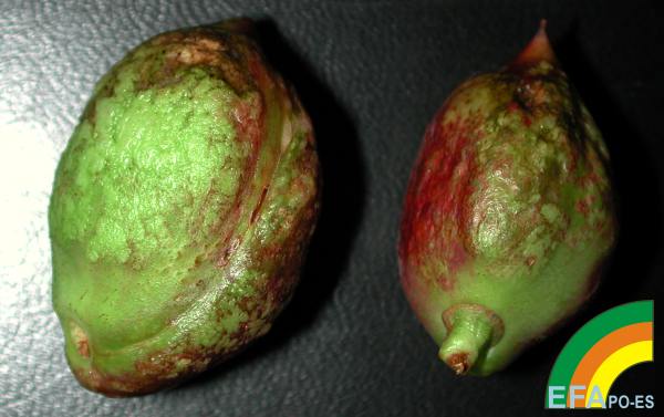 Taphrina deformans - Sintomas de lepra en fruto de nectarina.jpg